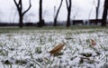 Winter cloudy day, snow on the grass, fallen leaf, city park. City landscape Royalty Free Stock Photo
