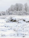 Winter cloudy landscape with frost on branches of the faraway trees