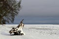 Winter coastal landscape with huge dead tree stump on beach. Royalty Free Stock Photo
