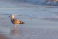 Winter coastal nature. Juvenile gull in winter plumage standing