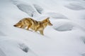 Winter coated coyote crawls through deep Yellowstone snow Royalty Free Stock Photo