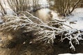 The winter cold river has not yet frozen, over the river a snow-covered tree hangs Royalty Free Stock Photo