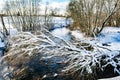 The winter cold river has not yet frozen, over the river a snow-covered tree hangs Royalty Free Stock Photo