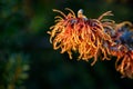 Winter color in the garden, bright orange Witch Hazel blooming highlighted by a sunbeam