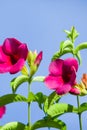 Winter colorful, hot pink flowers are in bloom in sunny, bright and beautiful blooming hot pink flowers with green leaves on blue Royalty Free Stock Photo