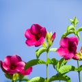 Winter colorful, hot pink flowers are in bloom in sunny, bright and beautiful blooming hot pink flowers with green leaves on blue Royalty Free Stock Photo