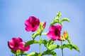 Winter colorful, hot pink flowers are in bloom in sunny, bright and beautiful blooming hot pink flowers with green leaves on blue Royalty Free Stock Photo