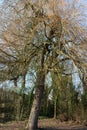 Winter colours on a tree in a park