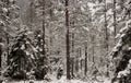 Walking in the snowy forests of the end of autumn Royalty Free Stock Photo