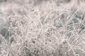 Winter is coming. Autumn grass in frost needles. Morning frost. Rime. Late fall Royalty Free Stock Photo