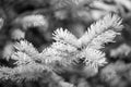 Winter is coming. Branches of pine spruce close up. Coniferous evergreen spruce tree. Symbolizing immortality and