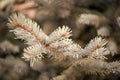 Winter is coming. Branches of pine spruce close up. Coniferous evergreen spruce tree. Symbolizing immortality and