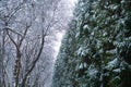 Winter are coming. Branches of pine and trees covered with snow. The first snow. Winter activities. New Year and Royalty Free Stock Photo