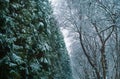 Winter are coming. Branches of pine and trees covered with snow. The first snow. Winter activities. New Year and Royalty Free Stock Photo