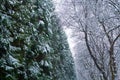 Winter are coming. Branches of pine and trees covered with snow. The first snow. Winter activities. New Year and Royalty Free Stock Photo