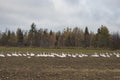 Winter is coming. Crowd of whooper swans before migration