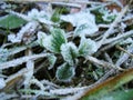 Winter is comming - white frost on green grass