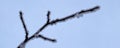 A branch covered with hoarfrost against a background of blue sky. Winter concept. Lowering the temperature, frosty background,