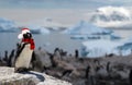 Winter concept a funny penguin wearing a santa claus hat and scarf with his penguin family on the background