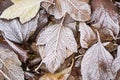 Winter concept: snow nd frost on autumn leaves. View from above Royalty Free Stock Photo