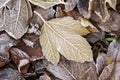 Winter concept: snow nd frost on autumn leaves. View from above Royalty Free Stock Photo