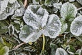 Winter concept: snow nd frost on autumn leaves. View from above Royalty Free Stock Photo