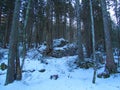 Winter conifer spruce forest in Tamar valley