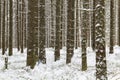 Winter coniferous dense forest in the snow