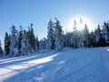 Winter coniferous forest landscape. Beautiful sunny day