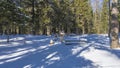 Winter coniferous forest. In the snowdrifts wooden benches and tables are visible Royalty Free Stock Photo