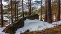 Winter coniferous forest. Trunks and branches of trees Royalty Free Stock Photo