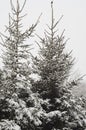 Winter coniferous trees