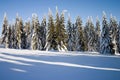 Winter conifers Royalty Free Stock Photo