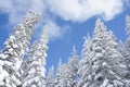 Winter conifers covered in snow