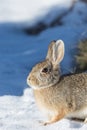 Winter Cottontail Rabbit Royalty Free Stock Photo