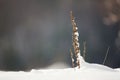 Flowers and plants are submerged in snow.