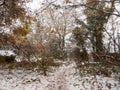 winter country forest path bare branches scene nature bark