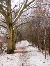 winter country forest path bare branches scene nature bark