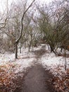 winter country forest path bare branches scene nature