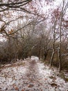 winter country forest path bare branches scene nature