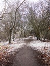 winter country forest path bare branches scene nature