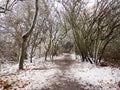 winter country forest path bare branches scene nature