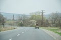 Winter country road and a animal, horse pulling a wagon, unknown man on the cart Royalty Free Stock Photo