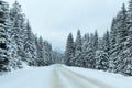 Winter country road with fir forest (overcast day). Royalty Free Stock Photo