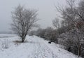 Winter Country Road - Walk with a Dog in a Landscape Covered with Snow Royalty Free Stock Photo