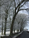 Winter countryside & trees covered in snow. Royalty Free Stock Photo