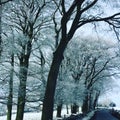 Winter countryside & trees covered in snow. - Shot with blue filter. Royalty Free Stock Photo