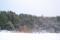 Winter cozy background. Forest idyll. Snow-white nature