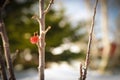 Winter crab apple