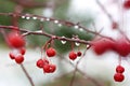 Winter Crabapple Tree Royalty Free Stock Photo